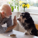 Prescription Diet Dog Food