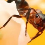 Ant Exterminator Near Me