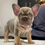 Merle French Bulldog puppies for sale