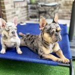 French Bulldog Puppies for Sale FL