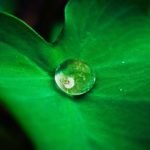 What is fertilization, and when does it occur?
