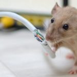 Professional Pest Control Services Near Me