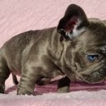 french bulldogs for sale san Antonio