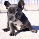 Maojo | french bulldog for sale Cleveland
