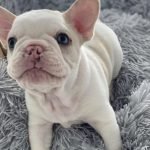 lilac merle french bulldog for sale | BLANCO💕💕