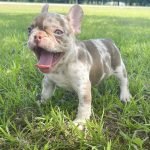 french bulldog puppies for sale | ALVIN💕