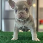 female french bulldog for sale Atlanta  | BOBBY💕 | French Bulldogs for sale in Atlanta, GA