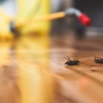 Pest Control Experts Near Me