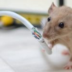 Pest Removal Services Near Me